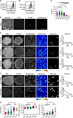 Frontiers | HLA-B And HLA-C Differ In Their Nanoscale Organization At ...